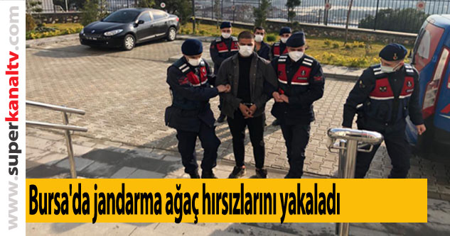 Bursa'da jandarma ağaç hırsızlarını yakaladı